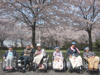 『桜』の画像