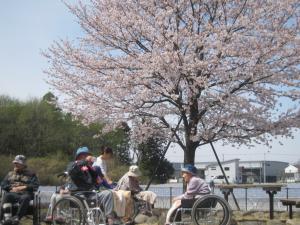 『sakura』の画像