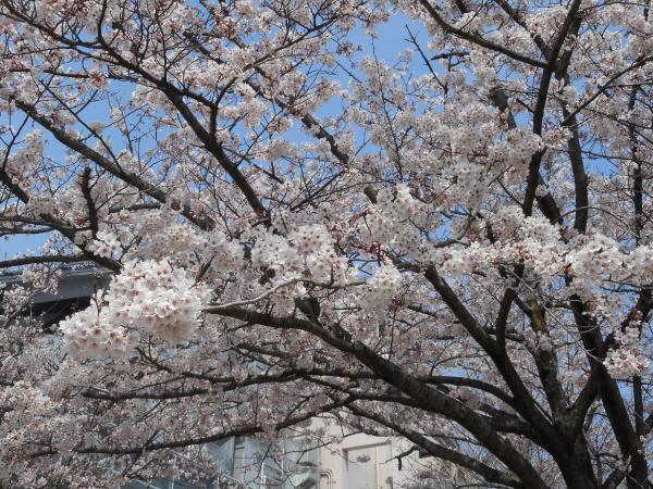 『桜2』の画像