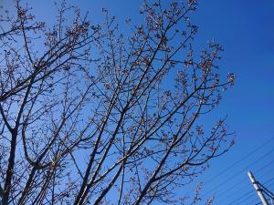 『sakura』の画像