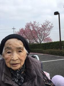 『花見③』の画像