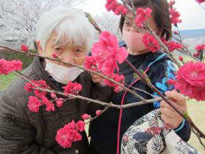 『なでしこ花見⑤』の画像