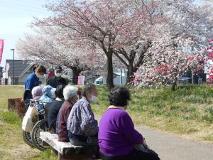 『花見②』の画像