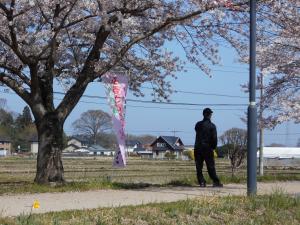 『花見③』の画像