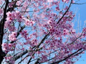 『桜』の画像