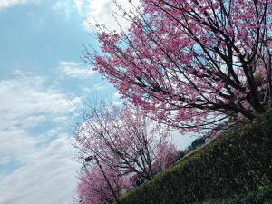 『さくら①』の画像