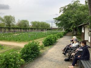『潮来あやめ』の画像