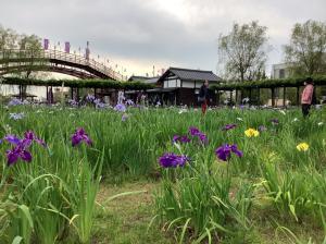 『潮来あやめ2』の画像