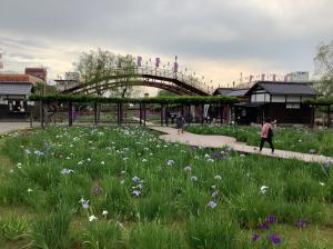 『潮来あやめ2』の画像