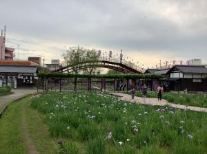 『潮来あやめ3』の画像