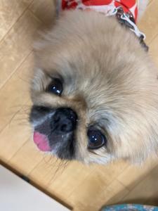 『訪問者（犬）紅ちゃん』の画像
