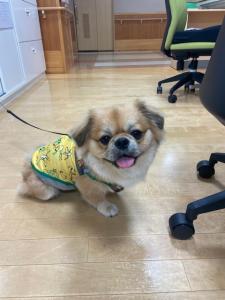 『訪問者（犬）』の画像