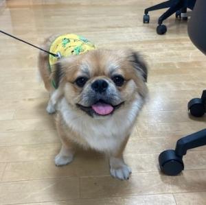 『訪問者（犬）』の画像
