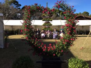 『柚子菊2』の画像