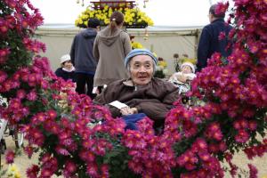 『椿菊』の画像