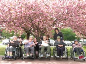 『ききょう』の画像