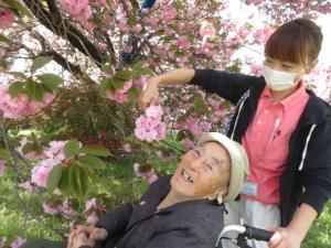 『ききょう1』の画像