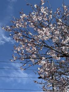 『４月』の画像
