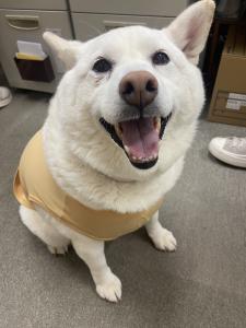 『らんちゃん』の画像